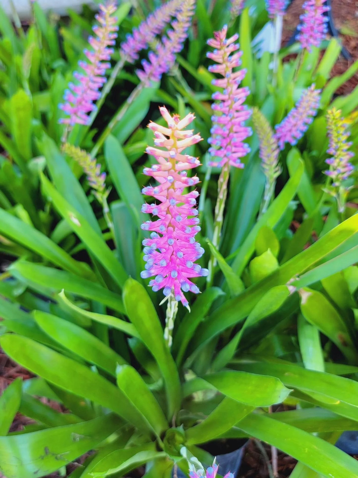Bromeliad Matchstick (Aechmea gamosepala)