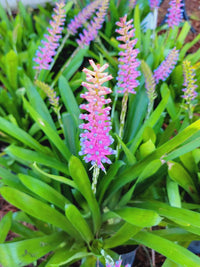 Bromeliad Matchstick (Aechmea gamosepala)