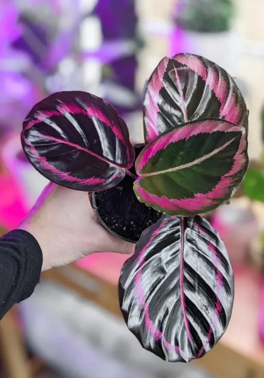 Prayer Plant Dottie (Calathea roseopicta)