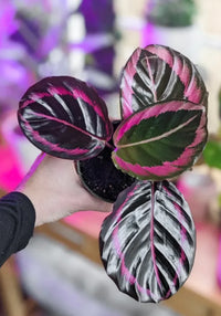 Prayer Plant Dottie (Calathea roseopicta)