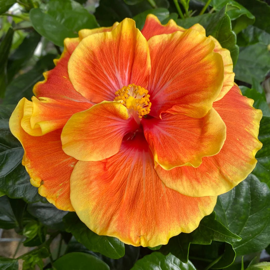 Hibiscus Flamenco™ 'Double Apollo' - Ladybird Nursery