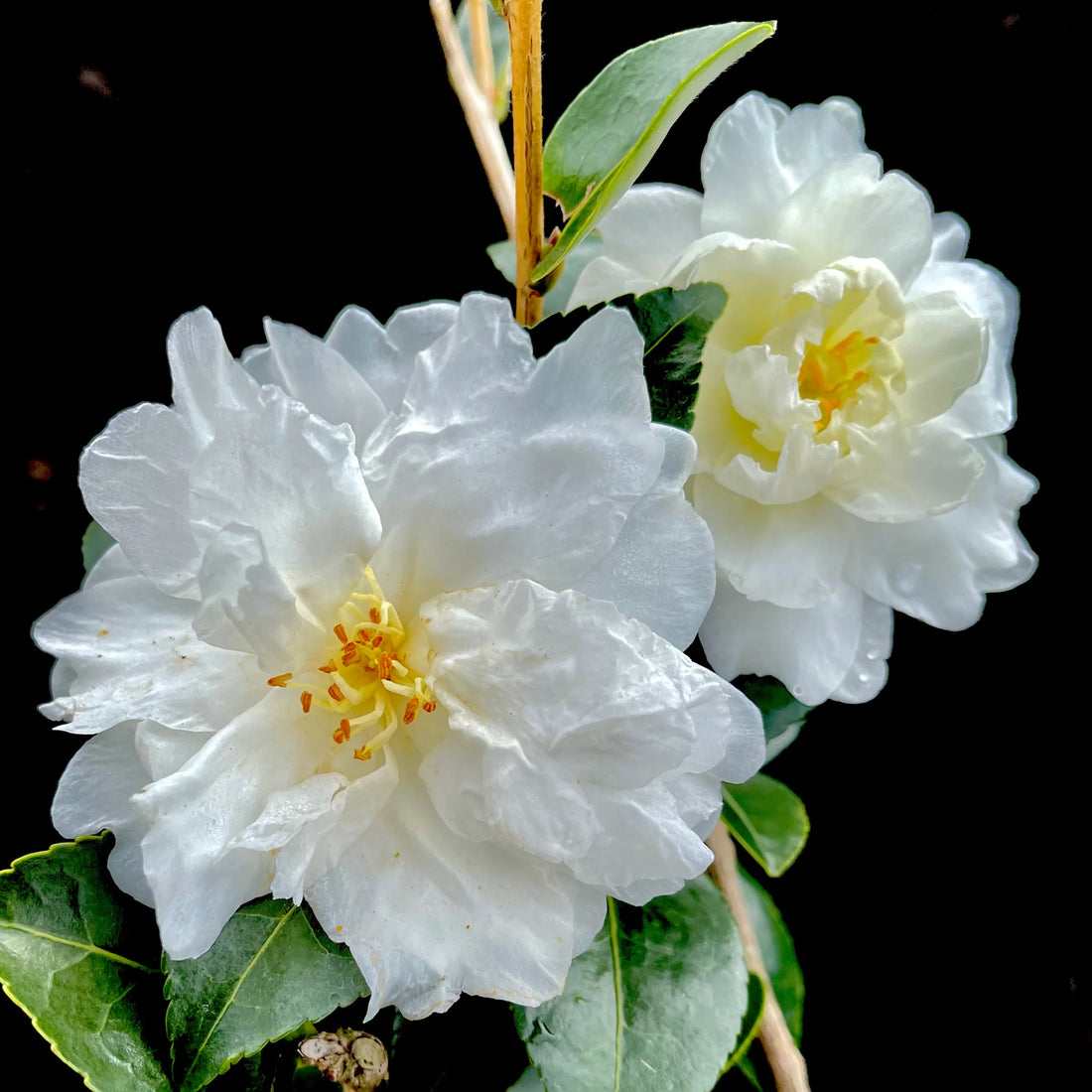 Sasanqua Camellia Mine No Yuki (Camellia sasanqua) - Ladybird Nursery