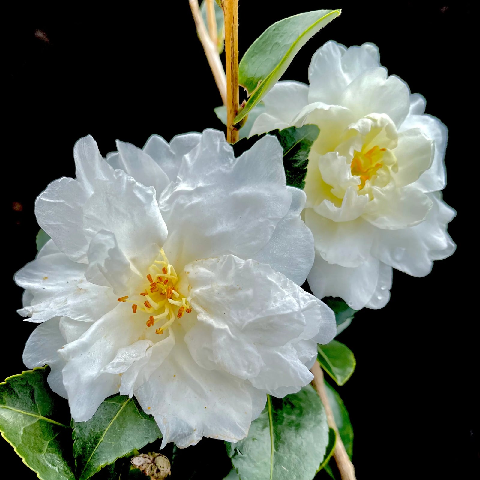 Sasanqua Camellia Mine No Yuki (Camellia sasanqua) - Ladybird Nursery