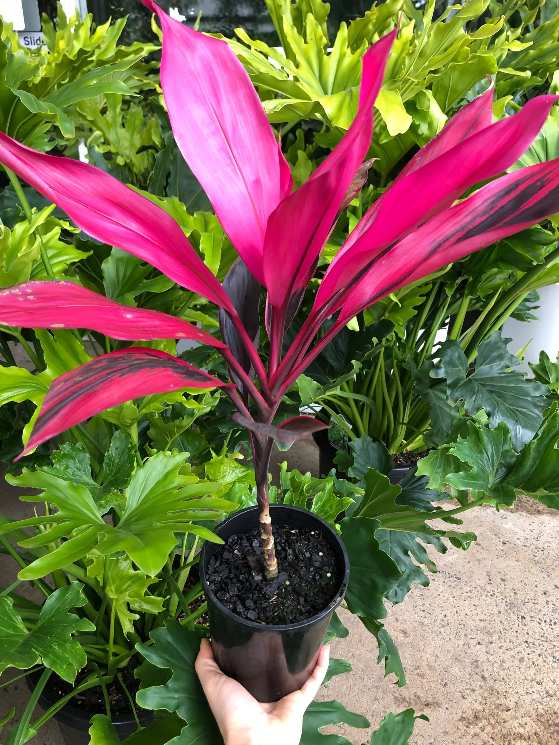 Cordyline Ruby (Cordyline fruticosa)