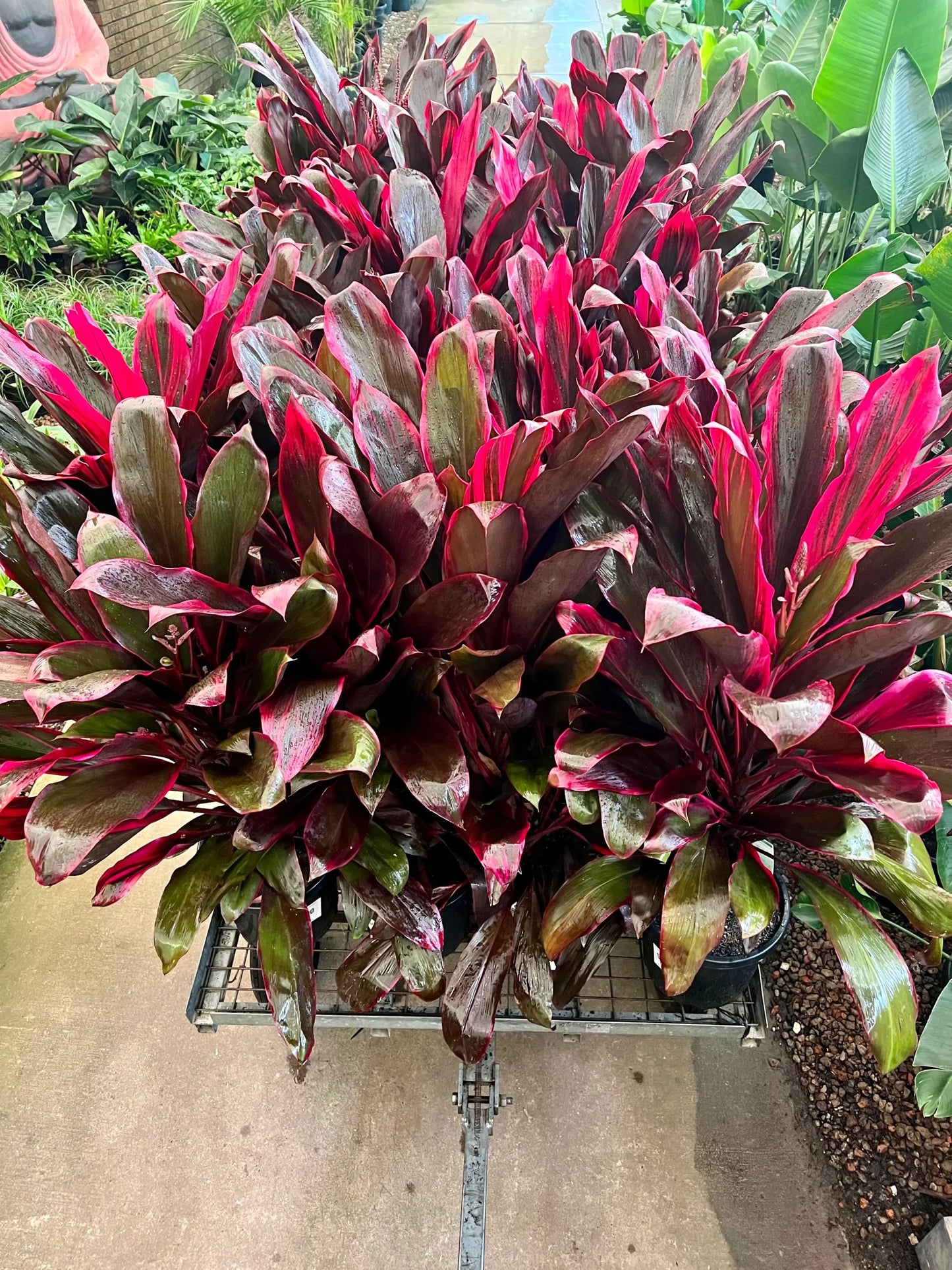 Cordyline Rubra (Cordyline fruticosa)