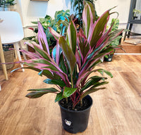 Cordyline Kiwi (Cordyline fruticosa)