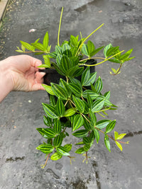 Peperomia Diamond (Peperomia angulata)