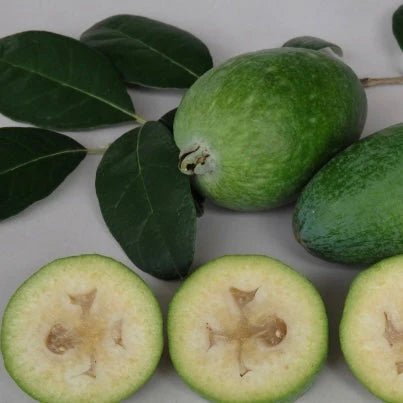 Feijoa Duffy - Ladybird Nursery