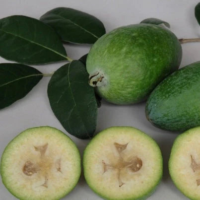 Feijoa  Duffy