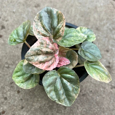 Peperomia Pink Lady Ripple (Peperomia caperata)