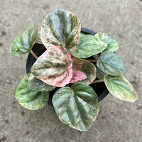 Peperomia Pink Lady Ripple (Peperomia caperata) - Ladybird Nursery