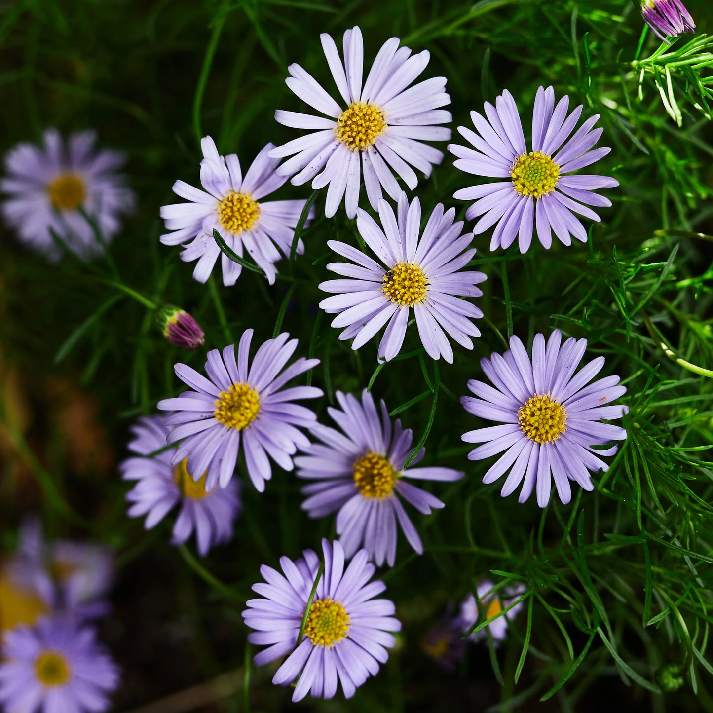 Cut-leaf Daisy Blue (Brachyscome multifida)