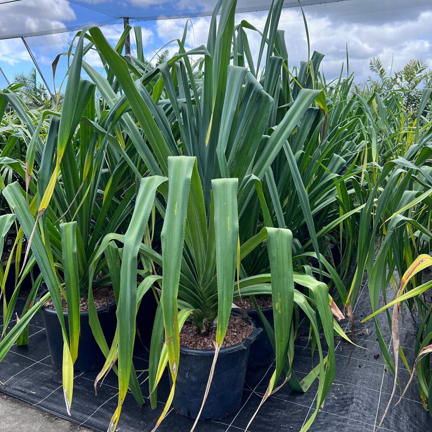 Screw Pine (Pandanus pedunculatus)