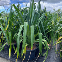 Screw Pine (Pandanus pedunculatus)