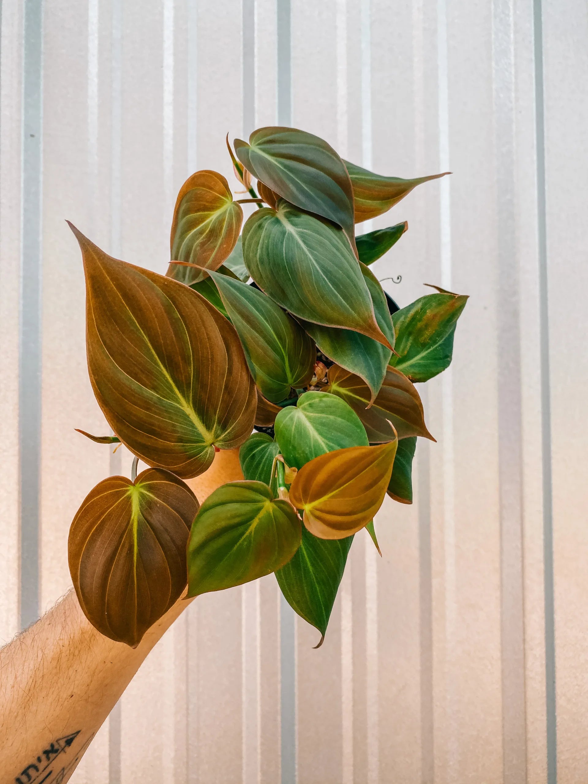 Philodendron (Philodendron micans) - Ladybird Nursery
