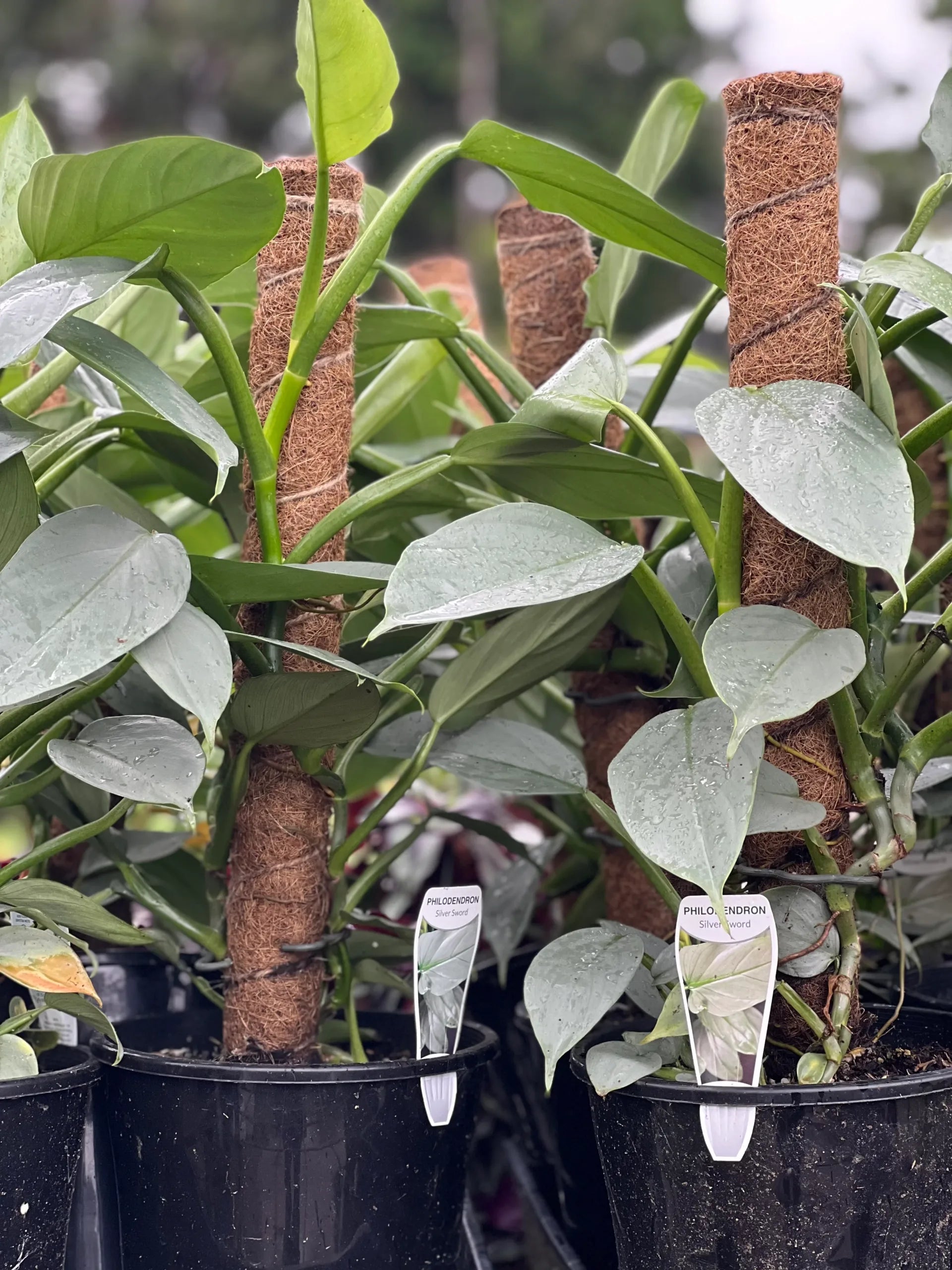 silver sword philodendron moss pole Philodendron Silver Sword Plant – Buy Now! – Ladybird Nursery