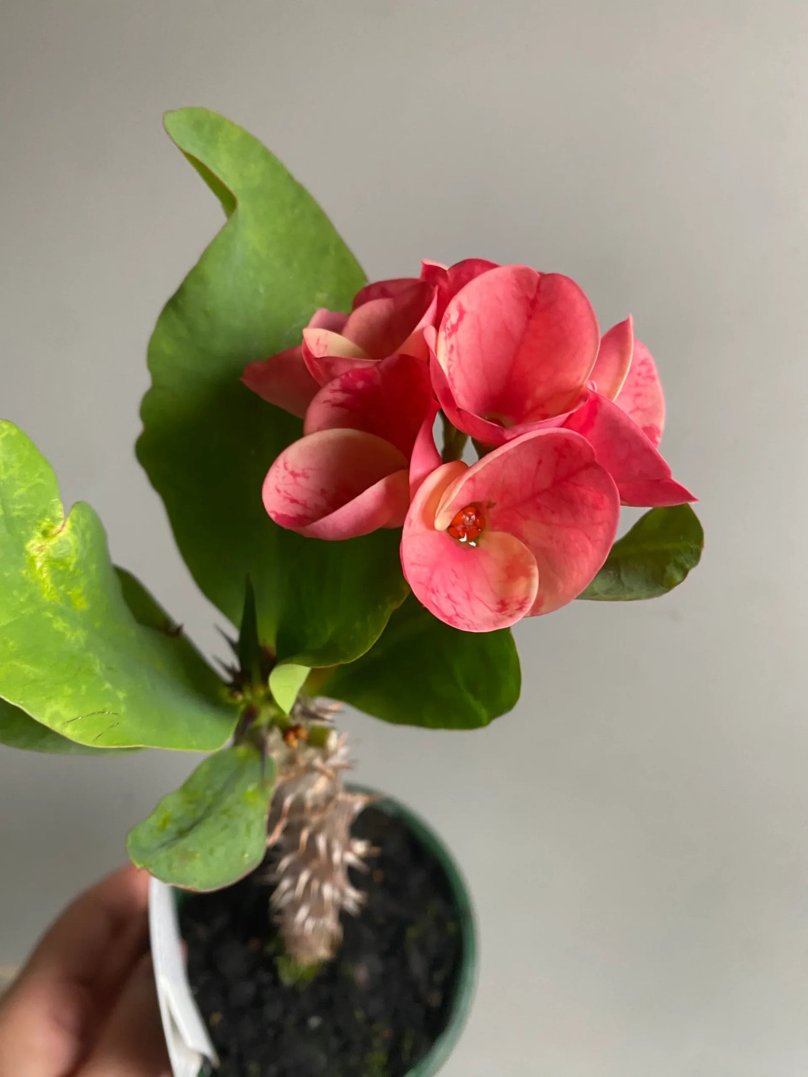 Red Siam Princess (Euphorbia Siam) - Ladybird Nursery