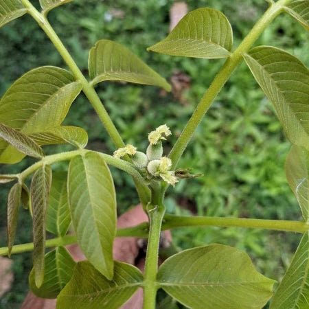 Walnut Placentia - Ladybird Nursery