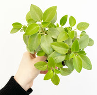 Peperomia Lime Green (Peperomia) - Ladybird Nursery