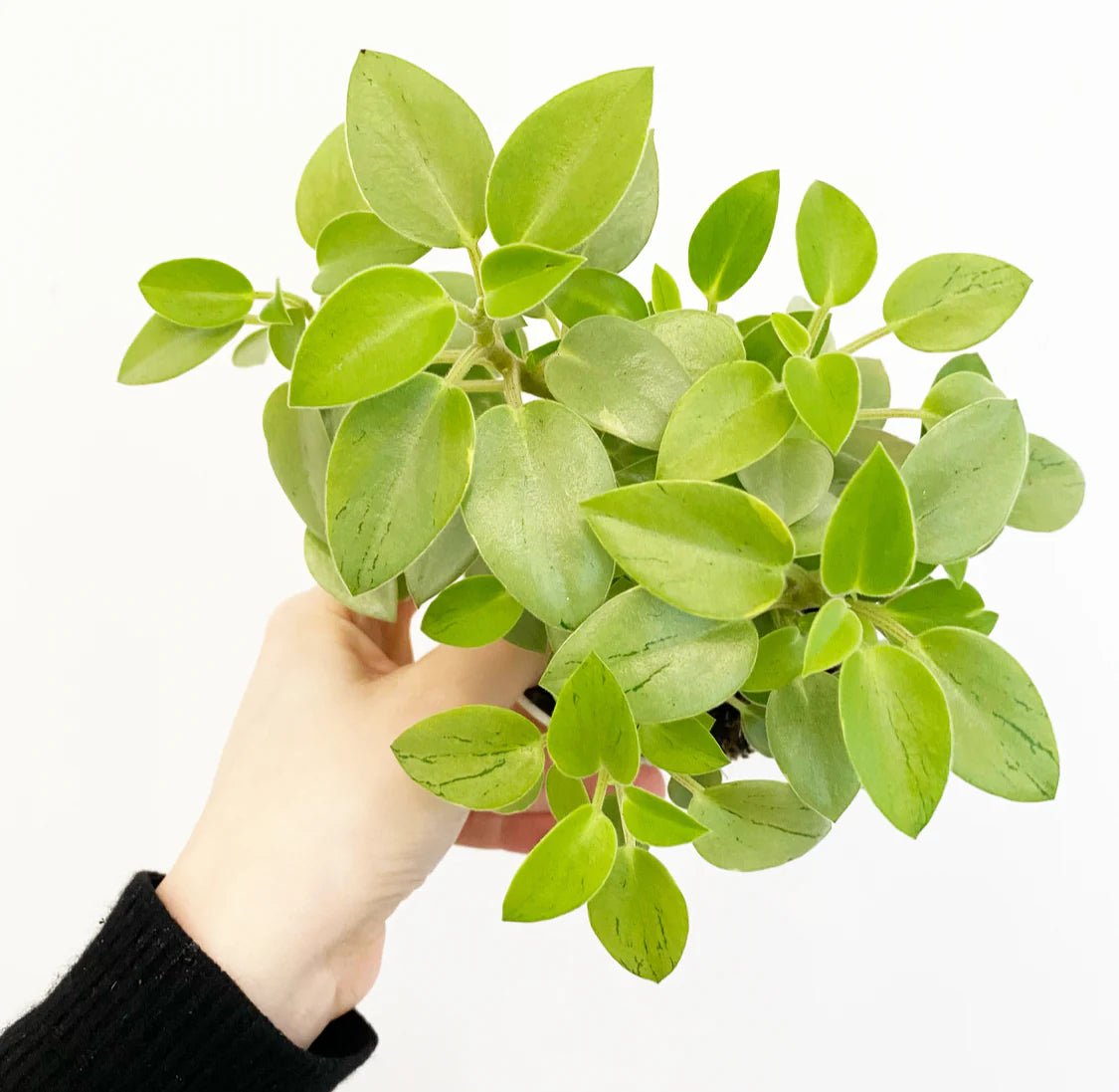 Peperomia Lime Green (Peperomia) - Ladybird Nursery