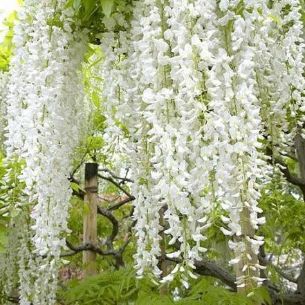 Chinese Wisteria Alba / Jako (Wisteria sinensis) - Ladybird Nursery