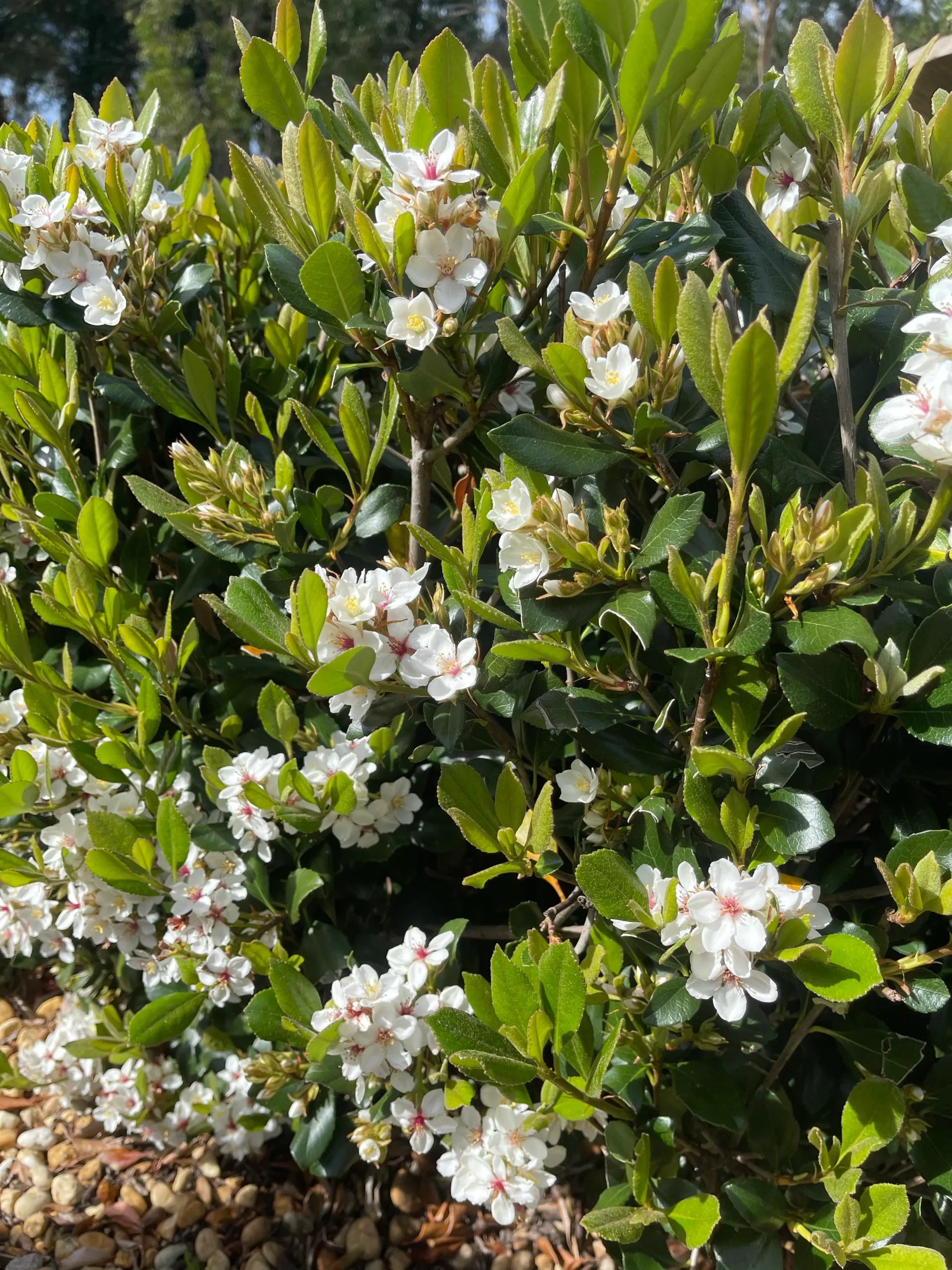 Rhaphiolepis intermedia