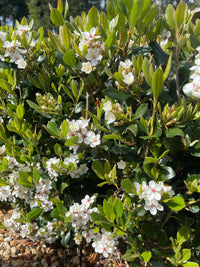 Rhaphiolepis intermedia