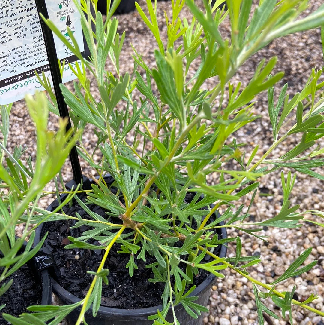 Grevillea Lemon Supreme