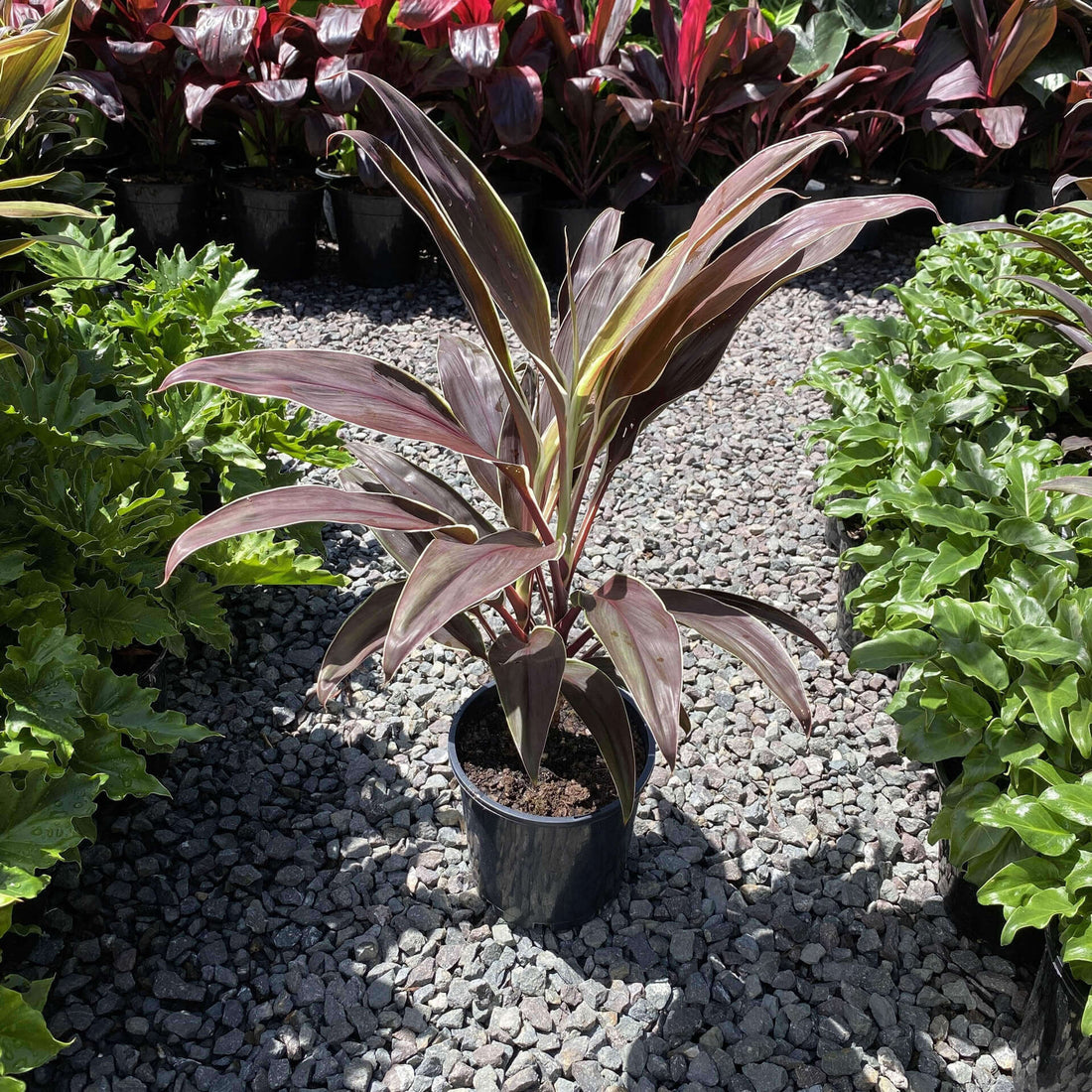 Cordyline 'Tartan' - Ladybird Nursery