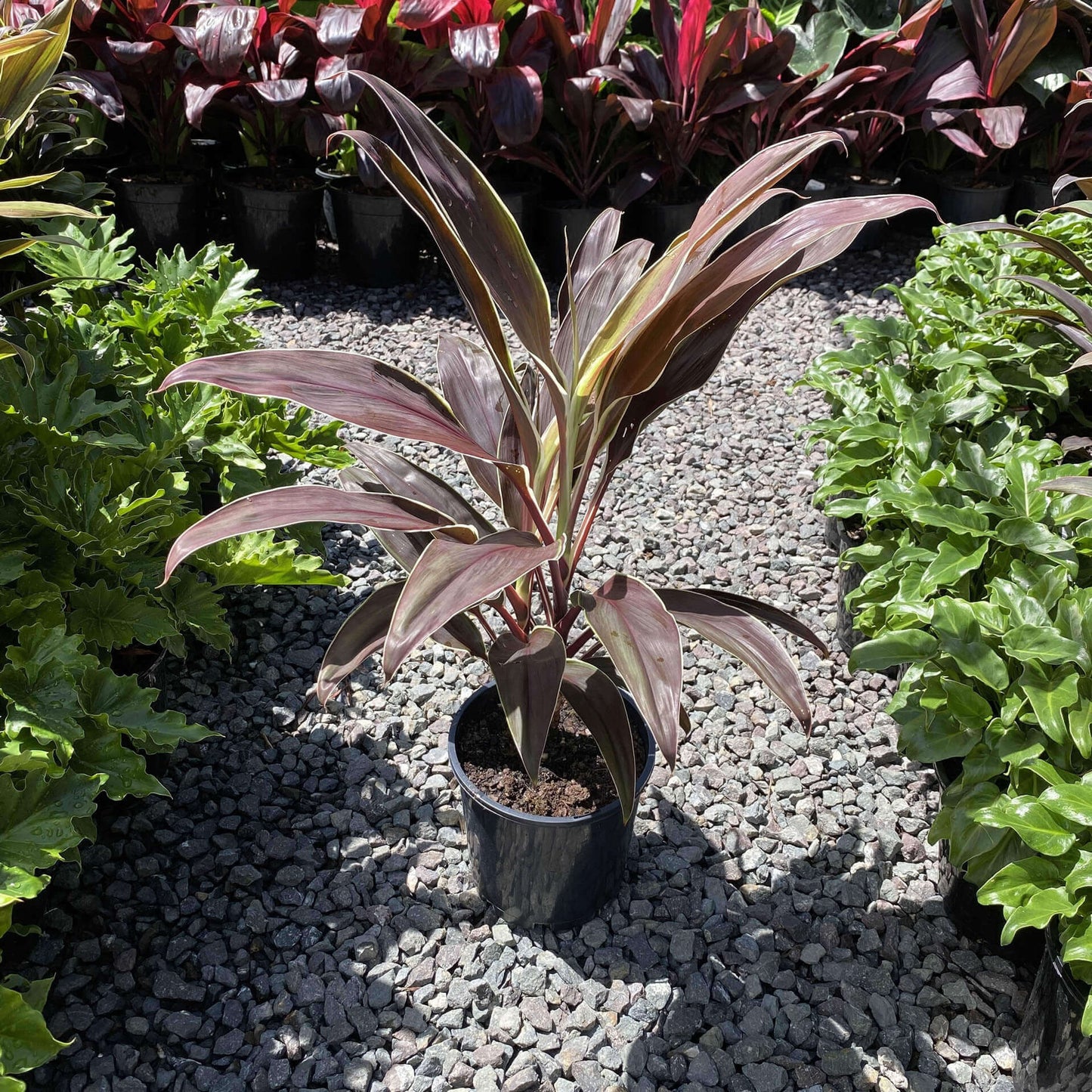 Cordyline 'Tartan'