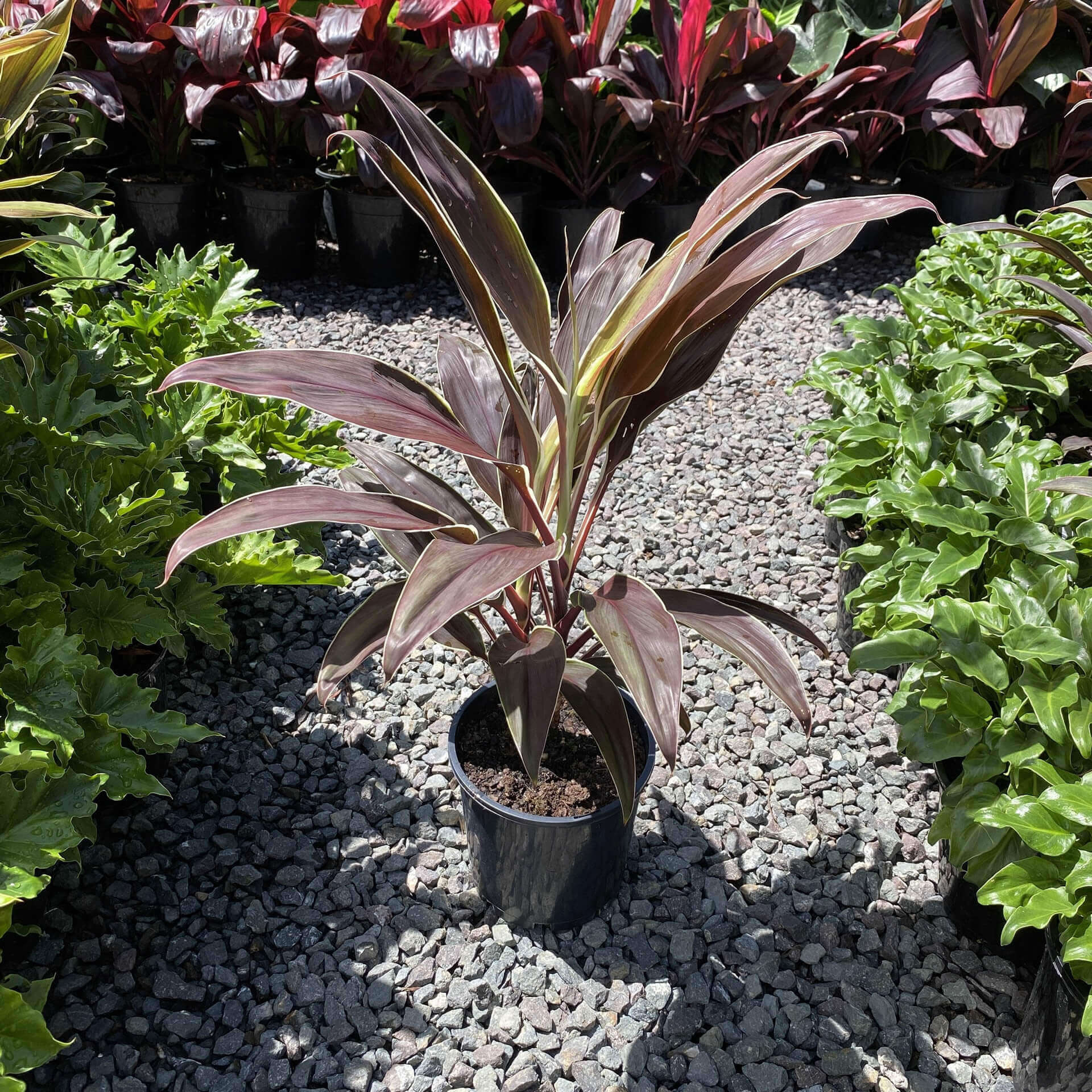 Cordyline 'Tartan' - Ladybird Nursery