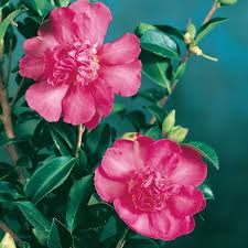 Sasanqua Camellia Vanity Fair (Camellia sasanqua)