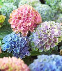 Hydrangea Magical Revolution