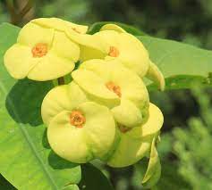 Hermes Crown of Thorns (Euphorbia milii) - Ladybird Nursery