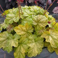 Heuchera Tokyo - Ladybird Nursery