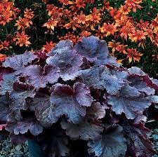 Heuchera Northern Exposure - Ladybird Nursery