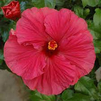 Hibiscus Klahanie Wild Cherry - Ladybird Nursery