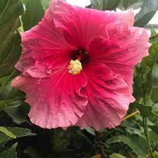 Hibiscus Klahanie Coconut Ice - Ladybird Nursery
