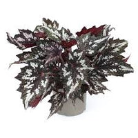 Begonia - Bewitched Wintergreen