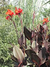 Tropicanna Lily Black - Ladybird Nursery