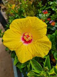 Hibiscus Rio Clara Sunshine Yellow - Ladybird Nursery