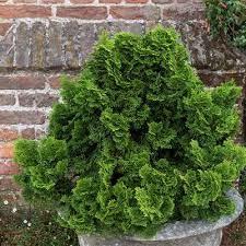 Hinoki Cypress Nana (Chamaecyparis obtusa)