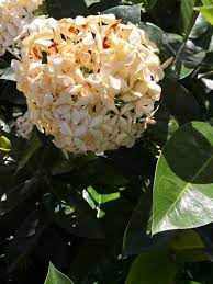 Ixora White Malay