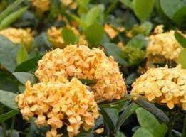 Ixora Gold Fire