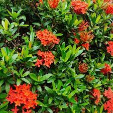 Ixora Dwarf Red