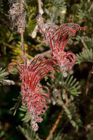 Grevillea Wooly Toothbrush Standards (Grevillea thyrsoides)