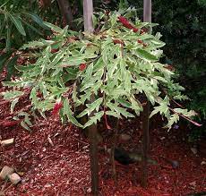 Grevillea Sunkissed Waters Standards - Ladybird Nursery