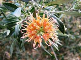 Grevillea olivacea - Ladybird Nursery