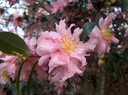 Sasanqua Camellia Snow (Camellia sasanqua)