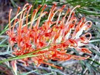 Grevillea Jester - Ladybird Nursery
